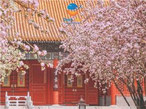 Cẩm Nang Tổng Quan Mùa Hoa Anh Đào Trung Quốc